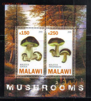 Малави мл 2010г Грибы до 6.06 22.00мск - Малави мл 2010г Грибы