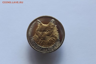 Турция 1 лира Кошка 2010 Короткий ! до 22:00 06.06.16 лот №1 - IMG_2522.JPG