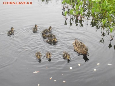 делает - прямо сейчас !!! - IMG_6229.JPG
