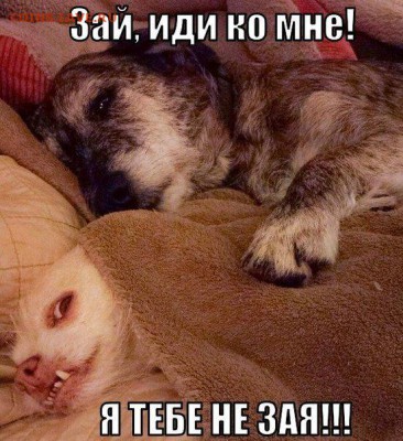 веселые картинки - omfpHNeyrXw