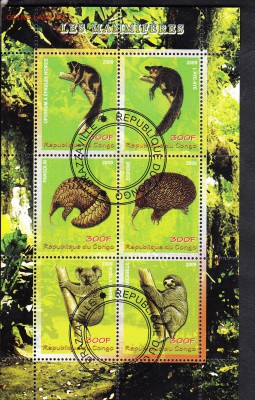 Конго 2009 фауна - 54