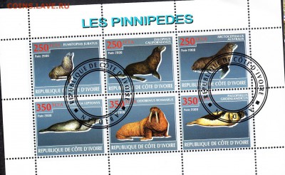 Берег Сл кости 2009 моржи - 56