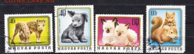 Венгрия детеныши животных - Копия (3) 69