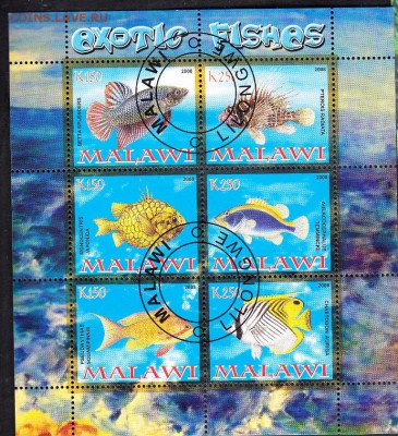 Малави 2008 рыбки - 129