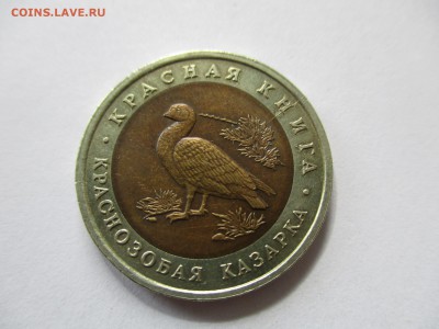Краснозобая казарка с расколом - IMG_4645.JPG