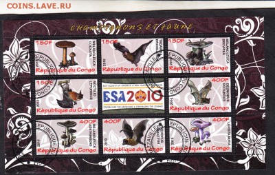 Конго 2010 летучие мыши грибы - 68