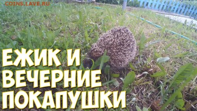 Ёжик и вечерние покапушки! Муви43 - ежикни-1