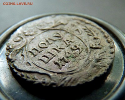 1749 полушка. аук до вечера! 28.06 - P1140429.JPG
