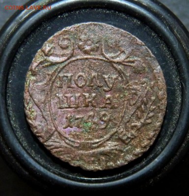 1749 полушка. аук до вечера! 28.06 - P1140426.JPG