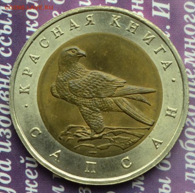 Красная книга Сапсан до 3.07 в 22:15 мск - сапсан а