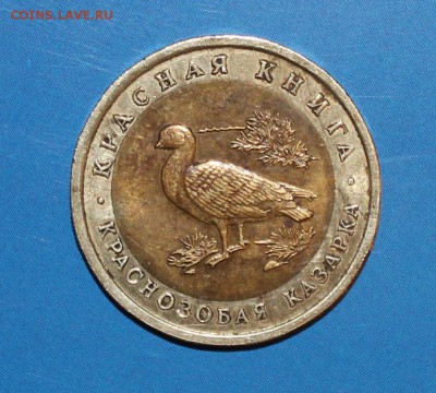 10р 92г Казарка ФИКС 650р до 4.07 - IMG_7073.JPG