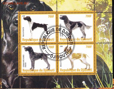 Джибути 2008 собаки - 17