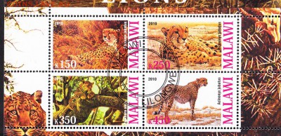 Малави 2010 леопарды - 19