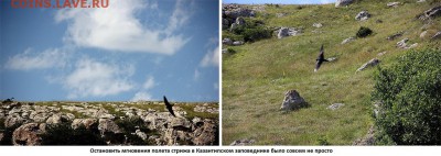ФОТО - просто фото. Те что получились удачными. - 345. В Казантипском заповеднике