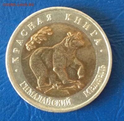 50 рублей Гималайский медведь до 24.7.16 22.00МСК - 2016-07-16 17-15-56.JPG