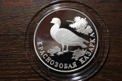 КРАСНОЗОБАЯ КАЗАРКА - Изображение 920
