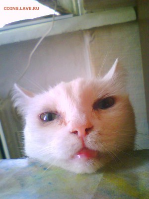 День кошек! - n.JPG