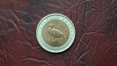 Казарка.  92 год красной книги. 06.09 - IMG_20160831_124004_17