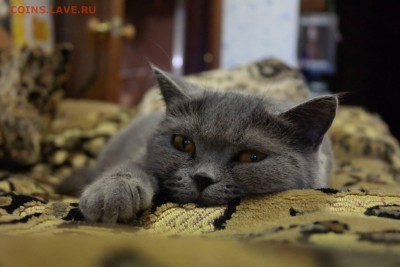 Любите ли вы кошек? - 10862491_754820041328294_2322371684315211365_o