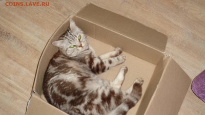 Любите ли вы кошек? - DSC00146.JPG