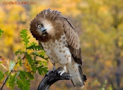 5 копеек 1778 и 1785! - fullsize