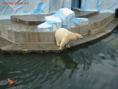 ФОТО - просто фото. Те что получились удачными. - IMG_3060[1].JPG