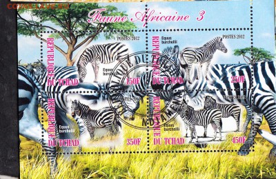Конго 2012 зебры - 7