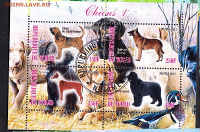 Чад 2012 собаки - 8