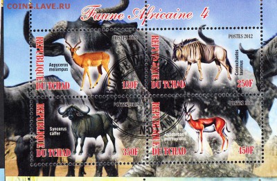 Чад 2012 фауна - 11