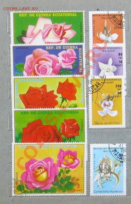 Флора - Безымянный3ё