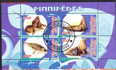 Конго 2010 моржи - 4