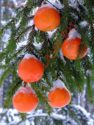 Старт с 1 рубля - 10рублей 2010 "1.23Г" до 21-00 15.12.2010 - _1_~3.JPG