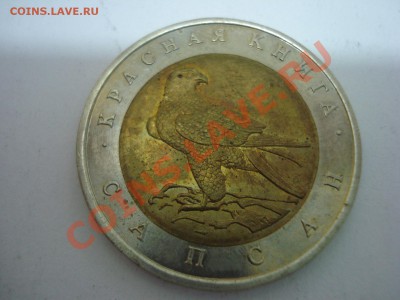 Красная Книга, Сапсан, 1994г, до 22.12.2010 22-00 - DSC04861.JPG