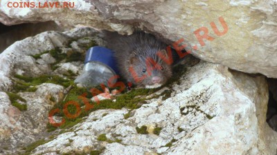 ФОТО - просто фото. Те что получились удачными. - P1030609.JPG