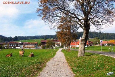 коровы встречаются на каждом шагу - 66523363