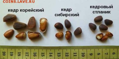 Орешки - orehi-kedrovyh-sosen