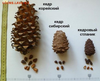 Шишки - shishki-kedrovyh-sosen
