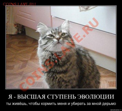 Вещи, которые убил Интернет - котэ
