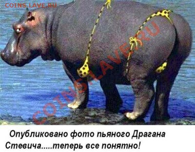 Пьяный турист случайно убил акулу в Египте - 86f1e3157b48a1b349d63668