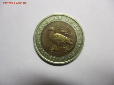 Краснозобая казарка с расколом - IMG_8452.JPG