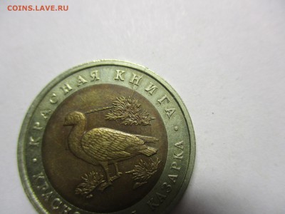 Краснозобая казарка с расколом - IMG_8453.JPG