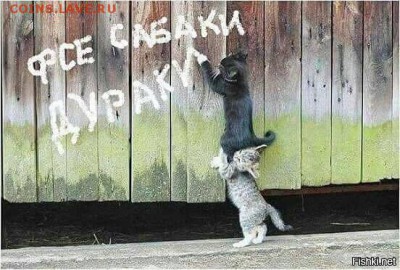 Тема о собаках - 0 NNU7