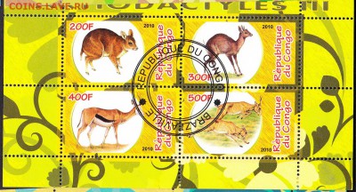 Конго 2010 фауна (2) - 2