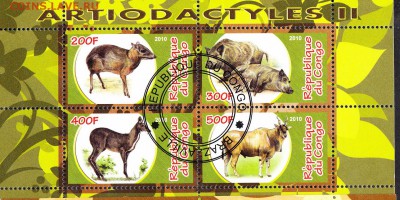 Конго 2010 фауна (8) - 8