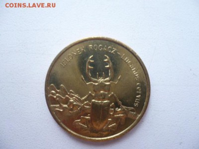 2 злотых Жук-олень - жук.JPG