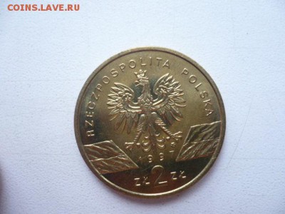 2 злотых Жук-олень - жук2.JPG
