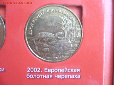 2 злотых Европейская болотная черепаха - P1050302.JPG
