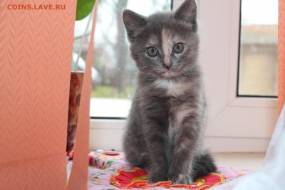 Любите ли вы кошек? - Дымка.JPG