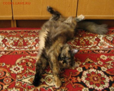 Любите ли вы кошек? - IMG_01561