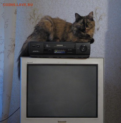 Любите ли вы кошек? - IMG_02451